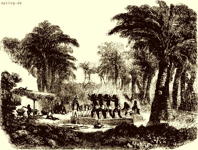Palmölbereitung auf Guinea