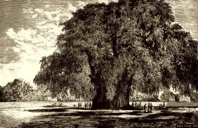 Der Riesenbaum Sabino