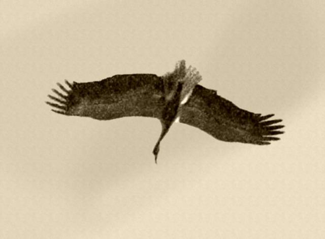 Storchenflug